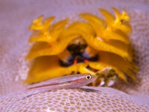 Winzige Korallengrundel sitzt auf einer Steinkoralle vor einem leuchtend gelben Weihnachtsbaumwurm.