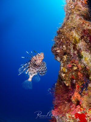 Ein Rotfeuerfisch (Pterois volitans) schwebt neben einer bewachsenen Riffwand im Blauwasser. Die gestreiften Flossenstrahlen und der gemusterte Körper heben sich eindrucksvoll vom blauen Hintergrund ab.