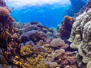 Ein artenreiches Korallenriff im Flachwasser des Roten Meeres. Verschiedene Hart- und Weichkorallen in bunten Farben bedecken den Riffhang, darunter Acropora-Tischkorallen und Porites-Korallen.