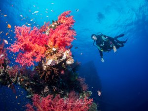 Ein Taucher schwebt neben einer prächtigen Riffformation mit leuchtend pinken und roten Weichkorallen, die von kleinen tropischen Rifffischen umschwärmt werden. Die intensive Farbenpracht der Korallen kontrastiert wunderschön mit dem tiefblauen Wasser im Hintergrund.