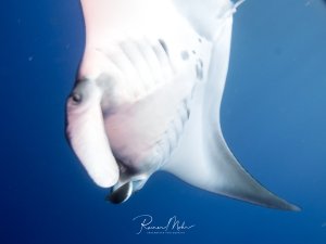 Ein majestätischer Mantarochen schwimmt elegant durch das tiefblaue Wasser.
