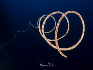 Eine Peitschenkoralle ragt spiralförmig in das dunkle Wasser und zeigt dabei seine charakteristischen kleinen Polypen. Die orange-rötlichen Arme sind deutlich von der dunkelblauen Wassersäule abgehoben und bilden elegante Spiralen.