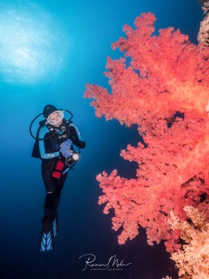 Ein Taucher schwebt neben einer prächtigen, leuchtend roten Weichkoralle, die sich vor dem tiefblauen Wasser spektakulär entfaltet. Die Szene zeigt die beeindruckende Farbenpracht eines tropischen Korallenriffs mit der charakteristischen Größe und Form einer Dendronephthya-Koralle.