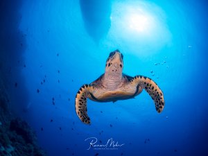 Eine majestätische Meeresschildkröte schwimmt elegant durch das tiefblaue Wasser, während Sonnenstrahlen von der Oberfläche durchdringen. Die Schildkröte ist von kleinen Fischen umgeben und präsentiert ihre charakteristische Panzerzeichnung in perfekter Perspektive.