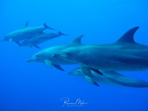 Eine Gruppe von Delfinen schwimmt elegant durch das tiefblaue Freiwasser. Die Meeressäuger zeigen ihre typische stromlinienförmige Gestalt und bewegen sich in harmonischer Formation durch die Wassersäule.