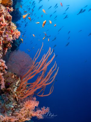 Orangefarbene Peitschenkorallen (Ellisella) ragen von einer Riffwand ins Blauwasser. Fahnenbarsche schwimmen darüber, Weichkorallen in Rosa bedecken die Wand.