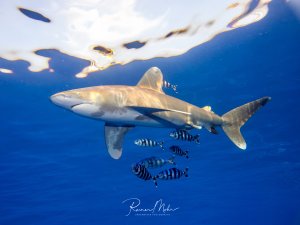 Ein Weißspitzenhochseehai (Longimanus) schwimmt elegant im blauen Freiwasser, begleitet von einer Gruppe schwarz-weiß gestreifter Lotsenfische. Die kleinen Fische nutzen den Hai als Transportmittel und Schutz.