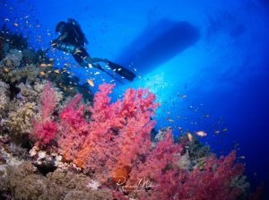 Ein Taucher schwebt über einem farbenprächtigen Korallenriff mit leuchtend rosa Weichkorallen, die von kleinen tropischen Rifffischen umgeben sind. Die Szene zeigt die typische Biodiversität eines gesunden Korallenriffs mit dem intensiven Blau des offenen Wassers im Hintergrund.