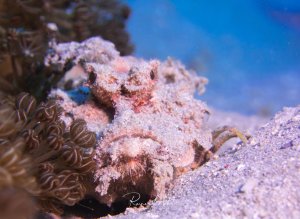 Ein perfekt getarnter Filament-Teufelsfisch ruht regungslos auf dem sandigen Meeresboden zwischen Korallen. Seine warzenähnliche Haut und die rosa-bräunliche Färbung lassen ihn fast vollständig mit der Umgebung verschmelzen, während seine charakteristischen Augen deutlich erkennbar sind.