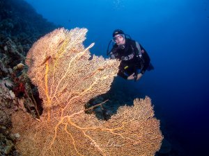 Ein Taucher schwebt neben großen, fächerförmigen Gorgonien mit ihrer charakteristischen netzartigen Struktur. Die orangefarbenen Weichkorallen dominieren das Riffbild vor dem tiefblauen Freiwasser.