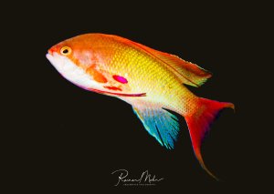 Ein prächtiger männlicher Fahnenbarsch schwebt vor schwarzem Hintergrund und zeigt seine leuchtenden Farben in voller Pracht. Der Fisch präsentiert ein spektakuläres Farbspiel von orange-gelben Tönen am Kopf und Körper bis hin zu leuchtend blauen Flossen, mit charakteristischen violetten Markierungen am Kopf.