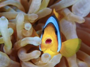 Rotmeer-Anemonenfisch schaut mit weit geöffnetem Maul frontal aus seiner Blasenanemone hervor. Eindrucksvolles Drohverhalten in Nahaufnahme.