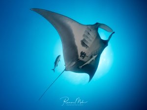 Ein majestätischer Riffmanta gleitet elegant durch das blaue Wasser, während ein kleiner Begleitfisch neben ihm schwimmt. Die beeindruckende Spannweite und die charakteristischen Kopfflossen des Mantas sind deutlich zu erkennen, während er sich im offenen Wasser fortbewegt.