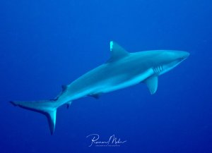Ein eleganter Grauer Riffhai gleitet durch das tiefblaue Wasser des offenen Ozeans. Der schlanke Körperbau und die charakteristisch Brustflossen sind deutlich erkennbar, während der Hai seine typische ruhige Schwimmhaltung zeigt.