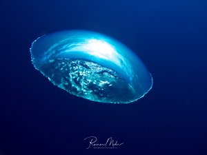 Eine große Luftblase auf dem Weg an die Oberfläche. Die Wasseroberfläche und Sonne spiegelt sich auf der Oberfläche.
