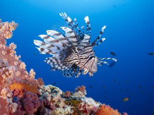 Rotfeuerfisch mit voll aufgefächerten Brust- und Rückenflossen schwebt über Weichkorallen am Riff. Die gestreiften Giftstacheln sind deutlich sichtbar.
