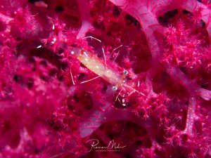 Eine kleine, transparente Garnele sitzt zwischen den leuchtend pinken Tentakeln einer Weichkoralle. Die perfekte Tarnung und das symbiotische Verhalten zwischen Garnele und Koralle sind deutlich erkennbar.