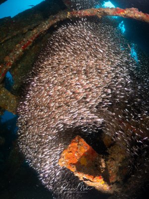Ein riesiger Schwarm Glasfische (Parapriacanthus) füllt das Innere eines Wracks im Roten Meer. Die silbrig glänzenden kleinen Fische bilden eine dichte, wirbelnde Wolke zwischen den Wrackstrukturen.