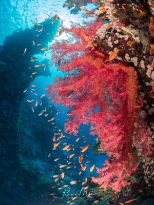 Eine spektakuläre Riffszene mit prächtigen rosa-roten Weichkorallen, die an einer Riffwand wachsen und von einem Schwarm kleiner orange-gelber Fische umgeben sind. Das tiefblaue Wasser im Hintergrund und die bunten Korallen schaffen einen beeindruckenden Kontrast in dieser lebendigen Unterwasserlandschaft.