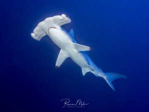 Ein majestätischer Hammerhai schwimmt elegant durch das tiefblaue Freiwasser. Die charakteristische hammerförmige Kopfstruktur (Cephalofoil) ist deutlich erkennbar, während der Hai in einer typischen Schwimmbewegung fotografiert wurde.