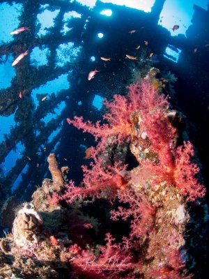 Ein spektakuläres Wrack ist dicht mit leuchtend rosa Weichkorallen bewachsen, während kleine Riffbarsche um die Metallstreben schwimmen. Die dramatische Silhouette des versunkenen Schiffs hebt sich gegen das tiefblaue Wasser ab und zeigt, wie die Natur ein künstliches Riff kolonisiert hat.