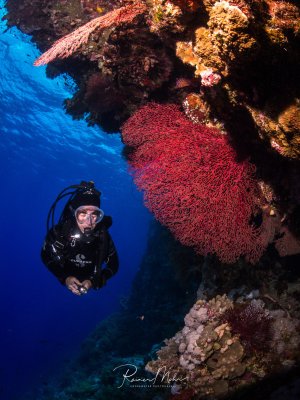 Ein Taucher schwimmt neben einer prächtigen Riffwand mit großen roten Gorgonien und bunten Weichkorallen. Die Szene zeigt die beeindruckende Artenvielfalt eines tropischen Korallenriffs mit leuchtend roten Fächerkorallen als dominierendes Element vor dem tiefblauen Wasser.