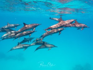 Eine Gruppe von Spinnerdelfinen schwimmt elegant durch das kristallklare blaue Wasser nahe der Oberfläche. Die Delfine zeigen ihr charakteristisches Sozialverhalten im Schwarm und nutzen die oberflächennahen Gewässer zum Atmen und zur Fortbewegung.