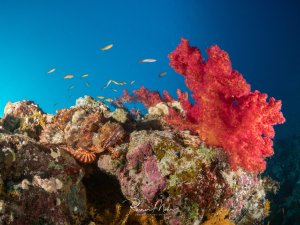 Eine leuchtend rote Weichkoralle dominiert die rechte Seite einer farbenprächtigen Riffszene, während kleine Riffbarsche im blauen Wasser darüber schweben. Das Riff zeigt eine vielfältige Bewuchsstruktur mit Hartkorallen, Schwämmen und verschiedenen wirbellosen Organismen in warmen Farbtönen.