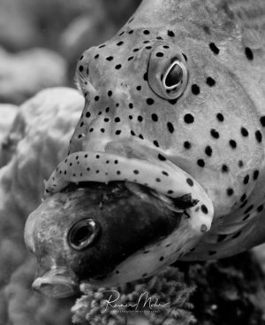 Ein Zackenbarsch hält einen kleineren Fisch im Maul, als Beute gefangen. Die charakteristischen schwarzen Punkte des Zackenbarsches sind deutlich sichtbar, ebenso wie sein großes Auge und das kräftige Maul.