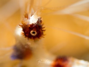 Supermakro-Aufnahme des Kopfes einer gebänderten Putzergarnele Das Auge und die feinen Details sind deutlich zu erkennen.