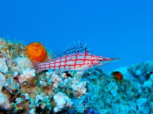 Ein wunderschöner Langnasenbüschelbarsch mit seinem charakteristischen rot-weiß karierten Muster und den verlängerten ersten Rückenflossenstrahlen ruht auf einer bunten Riffstruktur. Der Fisch zeigt seine typische langgestreckte Schnauze und die auffällige Gittermusterung, während er zwischen Korallen und Schwämmen positioniert ist.