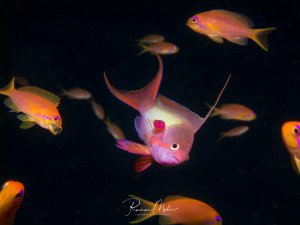 Ein Schwarm farbenfroher Fahnenbarsche schwimmt über einem Korallenriff. Im Zentrum des Bildes ist ein männlciher Fahnenbarsch mit seiner charakteristischen violett-rosa Färbung und dem markanten magentafarbenen Fleck deutlich zu erkennen, umgeben von mehreren orange-gelben Artgenossen.
