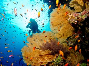 Ein Taucher schwimmt durch eine lebhafte Riffszene mit großen goldbraunen Gorgonienfächern, die von leuchtend orangen Anthias umschwärmt werden. Im Hintergrund sind verschiedene Riffische und weitere kleine Schwarmfische in dem kristallklaren, tiefblauen Wasser zu sehen.