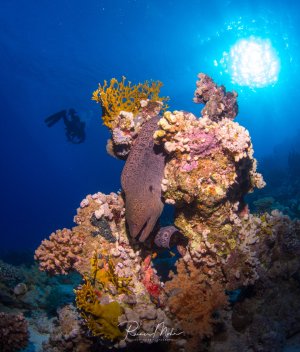 Eine Riesenmuräne ruht zwischen bunten Weichkorallen in verschiedenen Farben - gelb, rosa und violett. Im Hintergrund ist ein Taucher zu sehen, während die Sonne durch das blaue Wasser scheint und eine dramatische Lichtstimmung erzeugt.