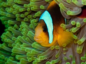 Ein wunderschöner Rotmeer-Anemonenfisch versteckt sich zwischen den leuchtend grünen Tentakeln seiner Wirtanemone. Der orange-gelbe Fisch mit dem charakteristischen türkisblauen Streifen am Kopf zeigt das typische Verhalten der Symbiose mit der Anemone.