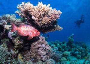 Ein leuchtend roter Riff-Großaugenbarsch schwimmt zwischen verschiedenen Steinkorallen in einem bunten Korallenriff. Im Hintergrund sind Taucher im blauen Wasser zu erkennen, während das Riff eine vielfältige Mischung aus Hart- und Weichkorallen zeigt.