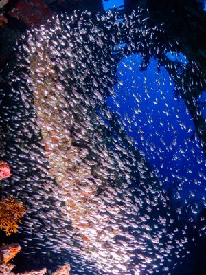 Dichter Schwarm kleiner Glasfische füllt das Innere eines Wracks, angestrahlt von einfallendem Sonnenlicht. Wrack der Carnatic