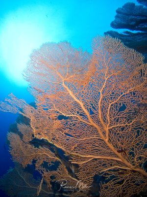 Eine prächtige Gorgonie (Fächerkoralle) mit ihrer charakteristischen netzartigen Struktur dominiert das Bild, während das Sonnenlicht von oben durch das klare blaue Wasser scheint. Die orange-rötliche Koralle zeigt ihre typische fächerförmige Wuchsform und ist vermutlich eine Netzgorgonie oder ähnliche Art.