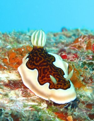 Eine wunderschöne Glenies-Prachtsternschnecke kriecht über den bunten Riffboden. Die Nacktschnecke zeigt ihre charakteristische weiße Grundfärbung mit dem markanten braunen, netzartigen Muster auf dem Rücken und die typischen weißen Kiemen.