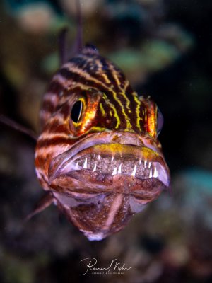 Frontal-Portrait eines Kardinalfisches (Apogon) der seine Eier im Maul ausbrütet. Das Gelege ist zwischen den spitzen Zähnen deutlich sichtbar. Die gelb-braunen Streifen und die großen Augen sind eindrucksvoll.
