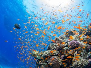 Ein lebendiges Korallenriff mit einem spektakulären Schwarm orangefarbener Fahnenbarsche, die in großer Anzahl über Hart- und Weichkorallen schweben. Die leuchtend orange-roten Fische bilden eine dichte Wolke über der bunten Rifflandschaft aus verschiedenen Korallenarten, während im Hintergrund das tiefblaue Wasser zu sehen ist.