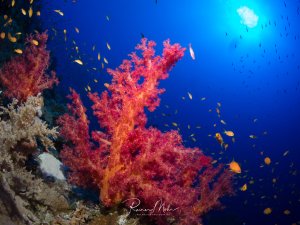 Eine prächtige rote Weichkoralle dominiert die Szene, umgeben von einem Schwarm kleiner gelber Anthias-Fische im tiefblauen Wasser. Das intensive Sonnenlicht von oben illuminiert die lebhafte Riffgemeinschaft und verstärkt die Farbkontraste zwischen der leuchtend roten Koralle und dem azurblauen Hintergrund.