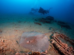 Leoparden-Stechrochen ruht auf dem Sandgrund, im Hintergrund ein Taucher und Reste eines Wracks.
