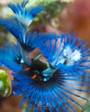 Das Bild zeigt einen prächtigen blauen Kalkröhrenwurm mit seinen fächerförmig ausgebreiteten Tentakelkronen, die der Nahrungsaufnahme dienen. In der Mitte ist der charakteristische Verschlussdeckel zu erkennen, mit dem sich der Wurm bei Gefahr blitzschnell in seine Kalkröhre zurückziehen kann.