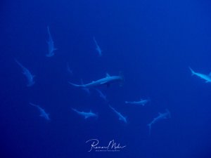 Ein Schwarm Bogenstirn-Hammerhaie zieht durch das offene Blauwasser. Die charakteristischen Kopfformen der Hammerhaie sind auch in der Tiefe des blauen Ozeans gut erkennbar.