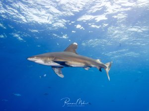 Ein Weißspitzenhochseehai (Longimanus) gleitet elegant durch das tiefblaue Wasser nahe der Wasseroberfläche. Die Sonnenstrahlen durchdringen das kristallklare Wasser und schaffen eine dramatische Beleuchtung, während der Hai seine charakteristische stromlinienförmige Silhouette zeigt.