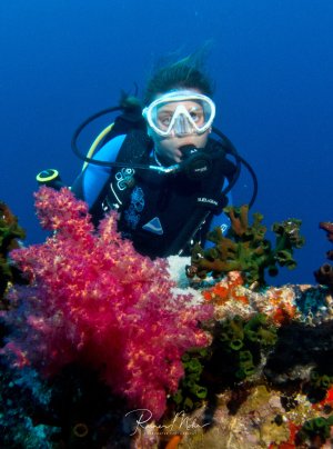 Ein Taucher posiert zwischen farbenprächtigen Weichkorallen am Riff. Besonders auffällig sind die leuchtend pinken Weichkorallen im Vordergrund, die einen schönen Kontrast zum tiefblauen Wasser bilden.