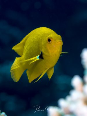 Porträtaufnahme eines leuchtend gelben Schwefeldemoiselle. Der kleine Riffbarsch posiert frontal vor dunklem Hintergrund und zeigt seine intensive gelbe Färbung.