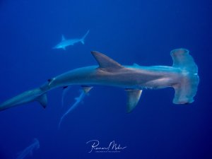 Ein großer Hammerhai schwimmt majestätisch durch das tiefblaue Wasser, während im Hintergrund weitere Haie zu erkennen sind. Die charakteristische hammerförmige Kopfstruktur ist deutlich sichtbar, und die Szene zeigt das beeindruckende Verhalten dieser Meeresräuber im offenen Ozean.