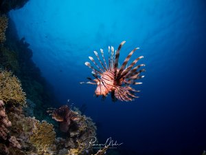Ein majestätischer Rotfeuerfisch schwebt elegant im blauen Wasser vor einer Korallenwand und präsentiert seine charakteristischen, fächerförmig ausgebreiteten Brustflossen. Die rot-weiß gestreiften Flossen sind deutlich sichtbar, während im Hintergrund weitere Korallen und möglicherweise ein zweiter Rotfeuerfisch zu erkennen sind.